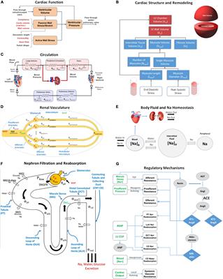 Cardiorenal Systems Modeling: Left Ventricular Hypertrophy and Differential Effects of Antihypertensive Therapies on Hypertrophy Regression